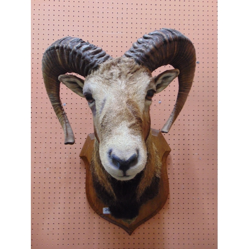 266 - Taxidermy , study of an Alpine Ibex , set on oak shield back.