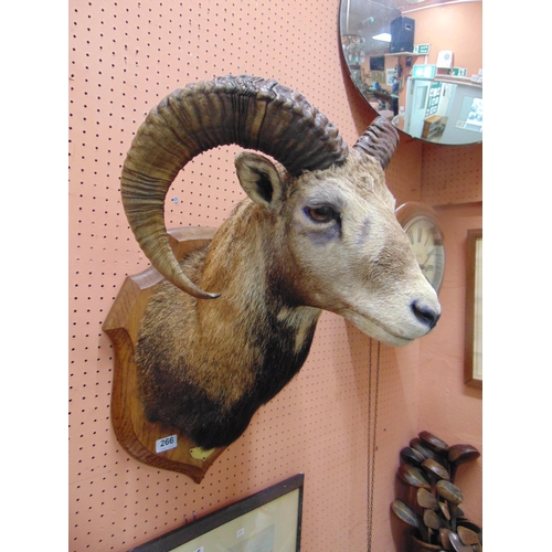 266 - Taxidermy , study of an Alpine Ibex , set on oak shield back.