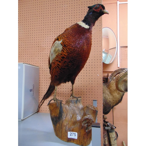 275 - Taxidermy , study of a cock Pheasant, set on a naturalistic base.