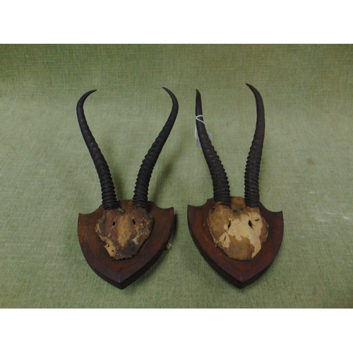 88 - Taxidermy, pair of Chamois horns, each set on a shield back.