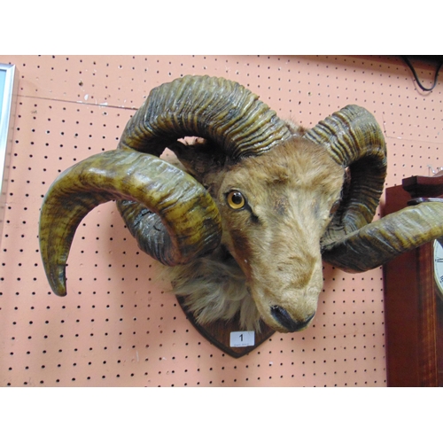 1 - Taxidermy, Good study of a Ram's head with horns, set on shield back, 20