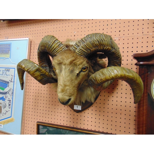 1 - Taxidermy, Good study of a Ram's head with horns, set on shield back, 20