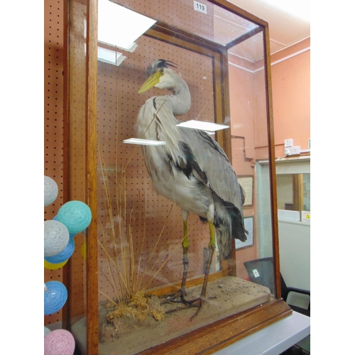 119 - Taxidermy, study of a heron, contained in an oak glazed cabinet, aka Henry.  31.5 x 21