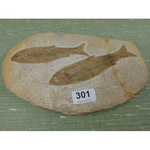 301 - Two fossilised fish.