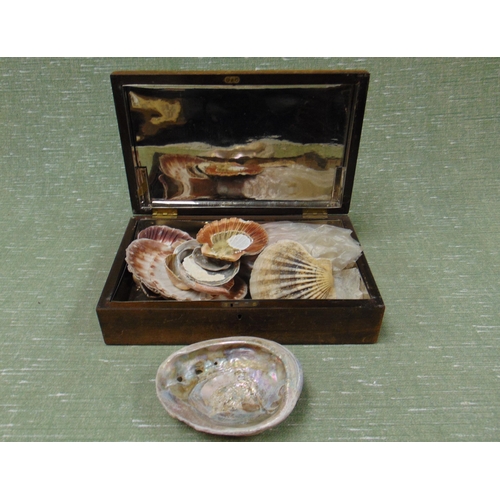 20 - Collection of sea shells, contained in a mahogany box.