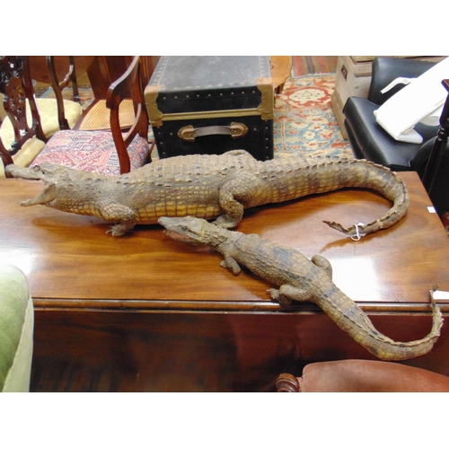 474 - Taxidermy, study of a juvenile crocodile and a baby alligator, both restored.