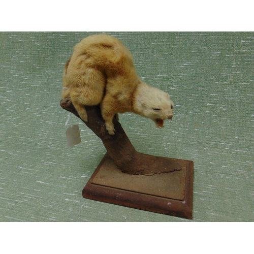 13 - Taxidermy, study of a stoat perched on a branch, set on a wooden base. 10