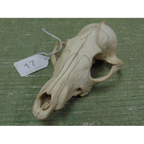 17 - Taxidermy - a skull.