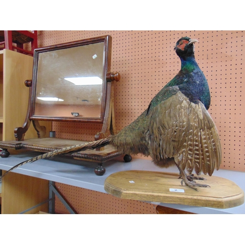 2 - Taxidermy, study of a cock pheasant, set on wooden base, 18