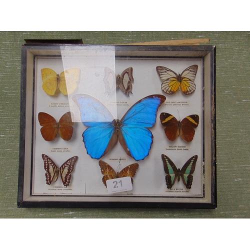 21 - Taxidermy, cased study of butterflies.