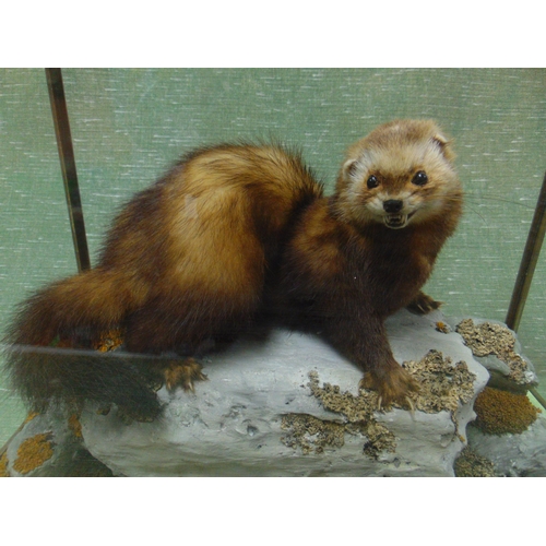 1 - Taxidermy, study of a polecat, set on naturalistic base and contained in a glazed cabinet, 13 x 19 x... 