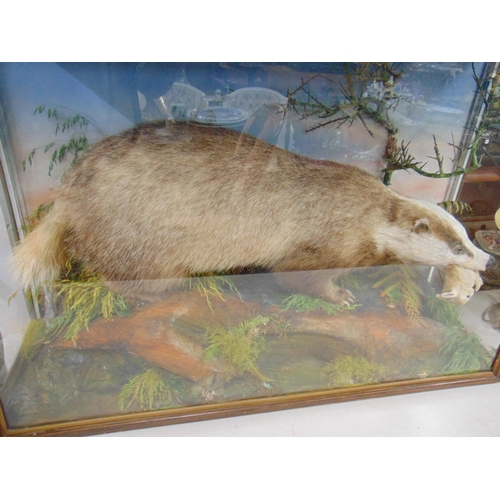 1 - Taxidermy, study of a badger holding a baby rabbit in its mouth, within a naturalistic setting, by J... 