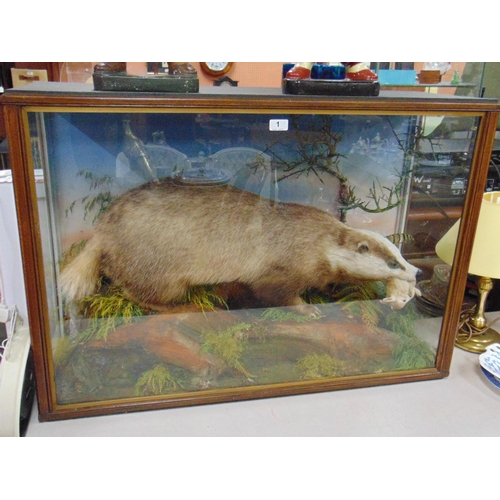 1 - Taxidermy, study of a badger holding a baby rabbit in its mouth, within a naturalistic setting, by J... 