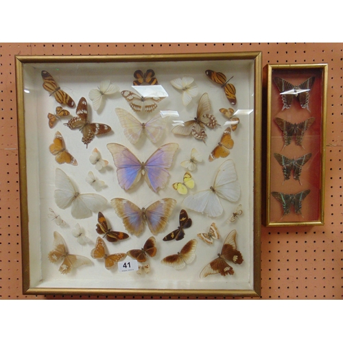 41 - Taxidermy, cased study of butterflies. Overall 18 x 18