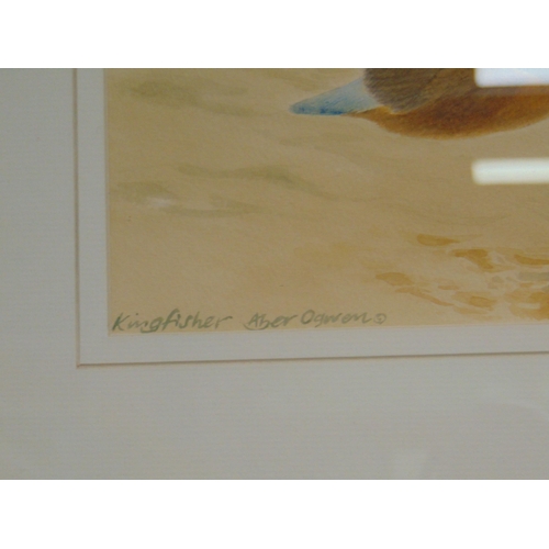 215 - P. Snow, framed and glazed watercolour, kingfisher, Aber Ogwen, signed lower right. 9 x 13