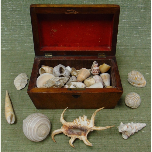 59 - Victorian mahogany tea caddy, containing a collection of sea shells.