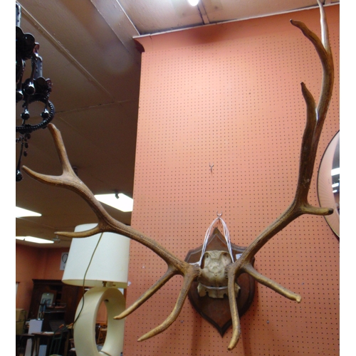 1 - Roland Ward, impressive set of antlers mounted on an oak shield, label verso, 40