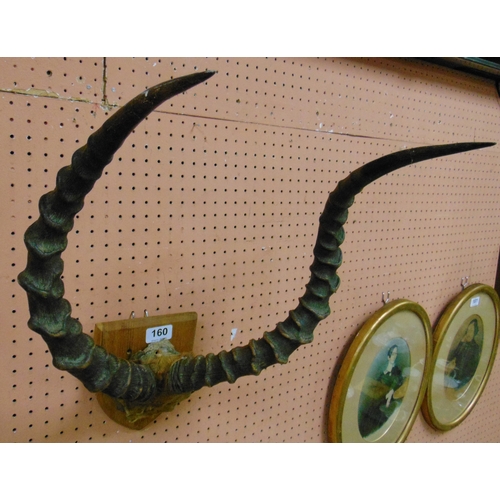 160 - Taxidermy, pair of impala horns, mounted on an oak shield.