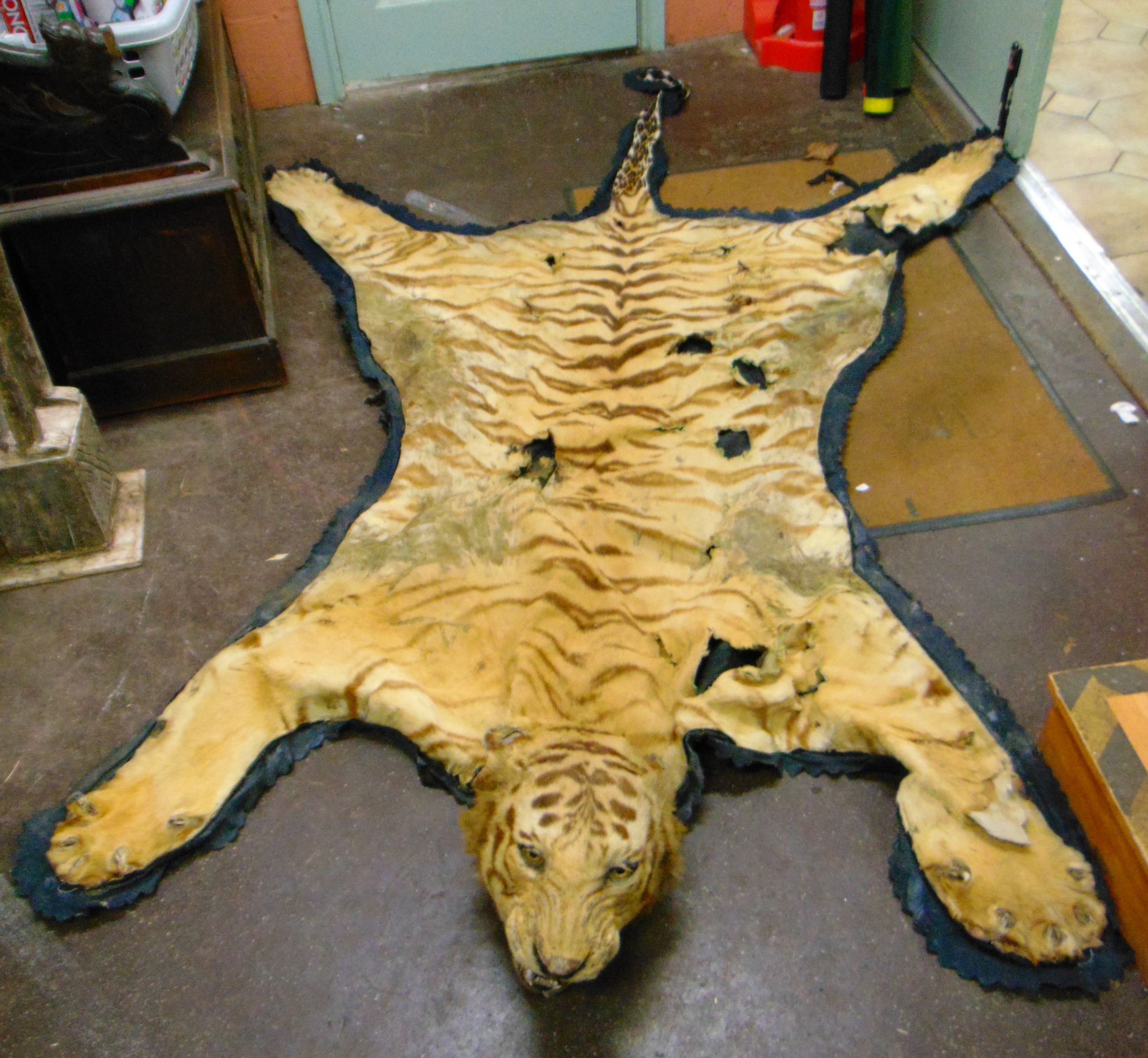 Taxidermy, tiger skin rug.