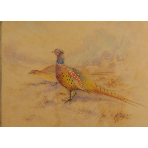 736 - Jas Stinton, watercolour, cock and hen pheasant, in landscape, 4.5ins x 6ins