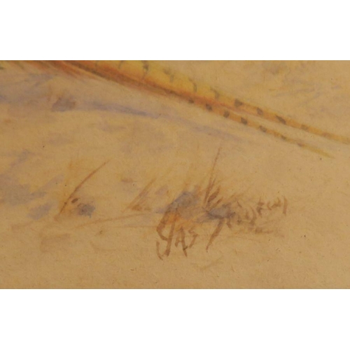 736 - Jas Stinton, watercolour, cock and hen pheasant, in landscape, 4.5ins x 6ins