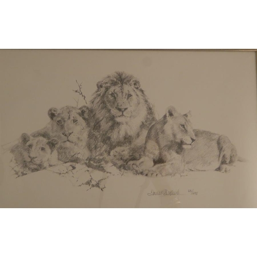 82 - David Shepherd, two limited edition prints, zebras and lions, 8.5ins x 14ins (D)