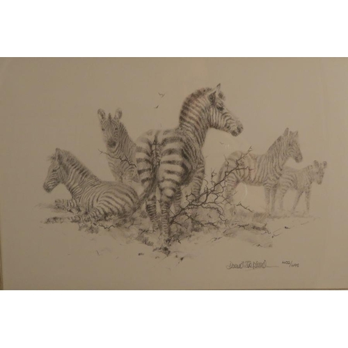 82 - David Shepherd, two limited edition prints, zebras and lions, 8.5ins x 14ins (D)