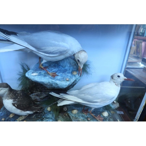 337 - A taxidermy cased group, of sea birds, in naturalistic setting, 21ins x 26ins x 9ins