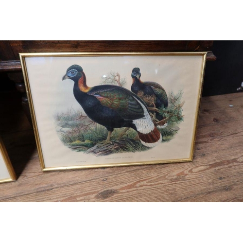 184 - A pair of antique coloured bird prints by John Gould & W Hart, plus one other