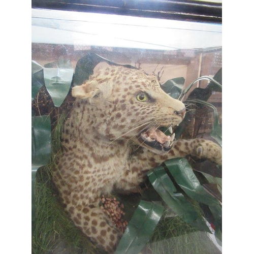 241 - Rowland Ward & Co, A Victorian taxidermy model, of a Leopard in naturalistic setting, the glazed cas... 