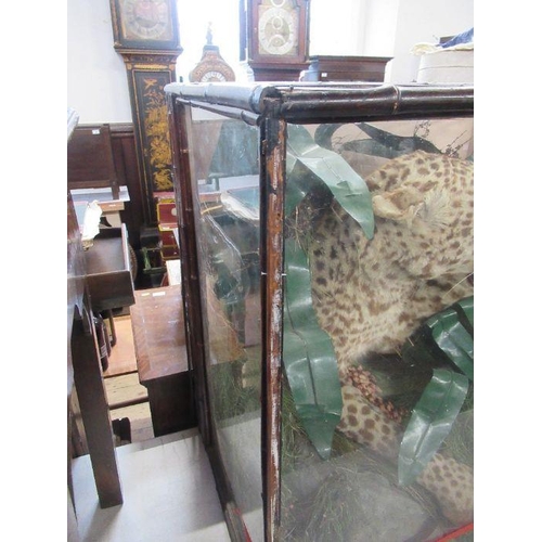 241 - Rowland Ward & Co, A Victorian taxidermy model, of a Leopard in naturalistic setting, the glazed cas... 