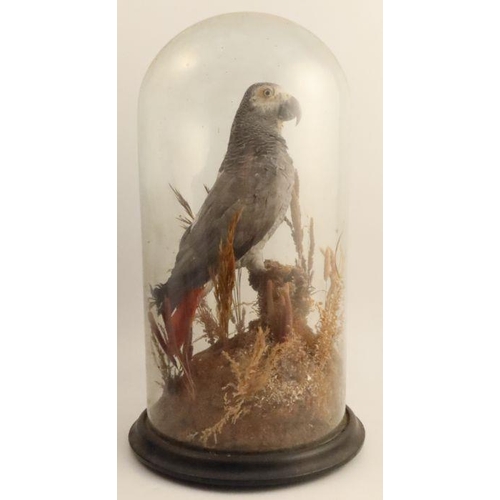 275 - A Victorian taxidermy model, of a grey parrot in naturalistic setting, under a glass dome, height 19... 