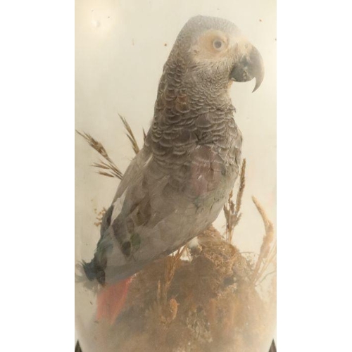 275 - A Victorian taxidermy model, of a grey parrot in naturalistic setting, under a glass dome, height 19... 