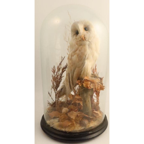 276 - A Victorian taxidermy model, of a barn owl in naturalistic setting, under a glass dome, height 16.5i... 