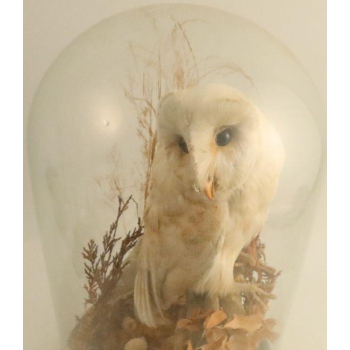 276 - A Victorian taxidermy model, of a barn owl in naturalistic setting, under a glass dome, height 16.5i... 