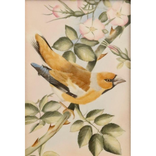 717 - A Royal Worcester framed rectangular porcelain plaque, decorated with a bird on a flowering branch, ... 