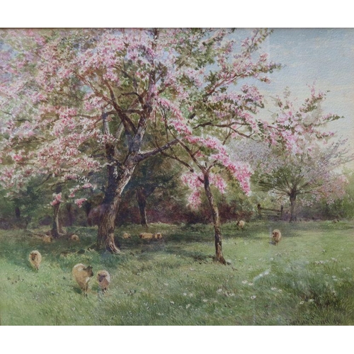 126 - J Jackson Curnock, watercolour, trees in blossom with sheep, dated 1890, 9ins x 10.5ins