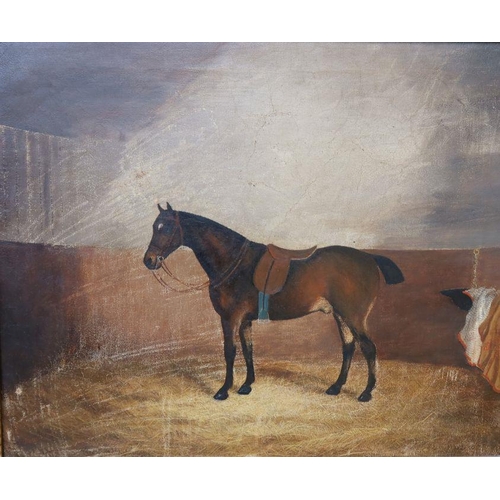 166 - James Clark, oil on canvas, bay horse tacked up in a stable, 19ins x 23ins