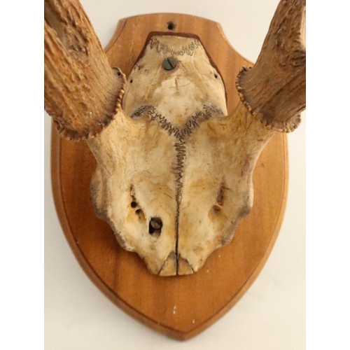 191 - A pair of mounted antlers, on a section of skull, mounted on a mahogany sheild