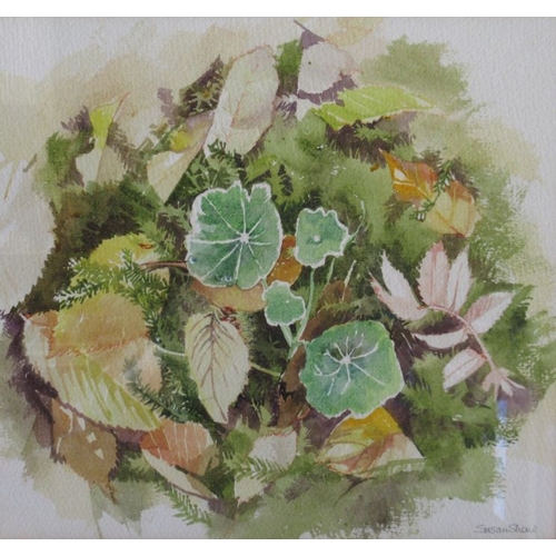 109 - Margaret Tarran, three watercolours, botanical studies, together with Susan Shaw, watercolour, leave... 