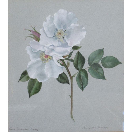 109 - Margaret Tarran, three watercolours, botanical studies, together with Susan Shaw, watercolour, leave... 