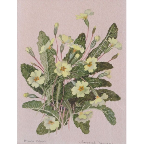 109 - Margaret Tarran, three watercolours, botanical studies, together with Susan Shaw, watercolour, leave... 