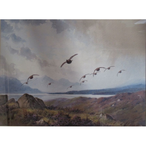 112 - J C Harrison, two watercolours, Covey of Grouse and Grouse off the Tops, 16ins x 22ins and 12ins x 1... 