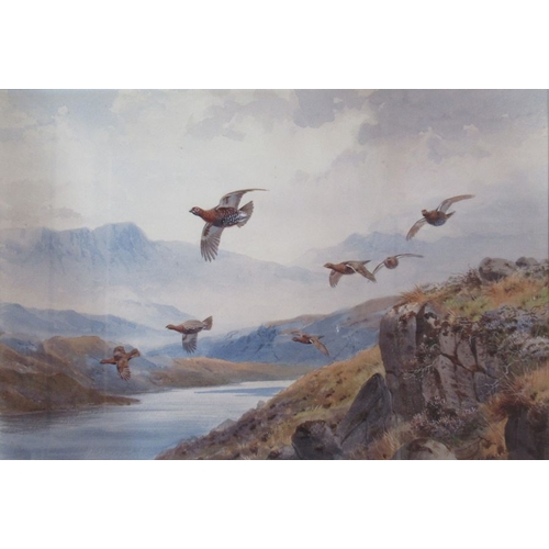 112 - J C Harrison, two watercolours, Covey of Grouse and Grouse off the Tops, 16ins x 22ins and 12ins x 1... 