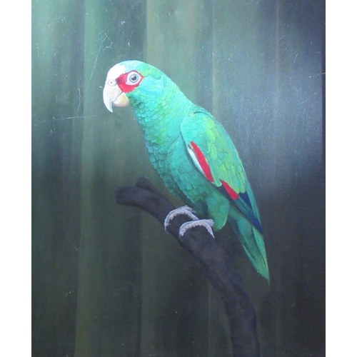 166 - Simon Hopkins, oil on canvas, study of a parrot, 23ins x 18.5ins