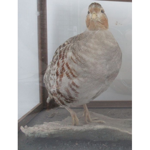 192 - A cased taxidermy model, of two partridge, in glazed case, 19.75ins x 12ins, height 11.75ins