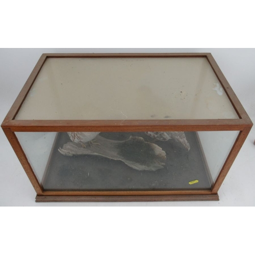 192 - A cased taxidermy model, of two partridge, in glazed case, 19.75ins x 12ins, height 11.75ins