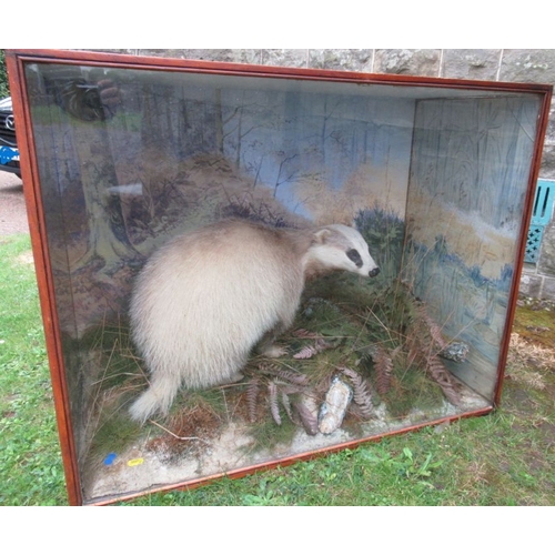 193 - A P Spicer & Son Leamington 1924, a cased taxidermy display, of a badger in naturalistic setting, ca... 