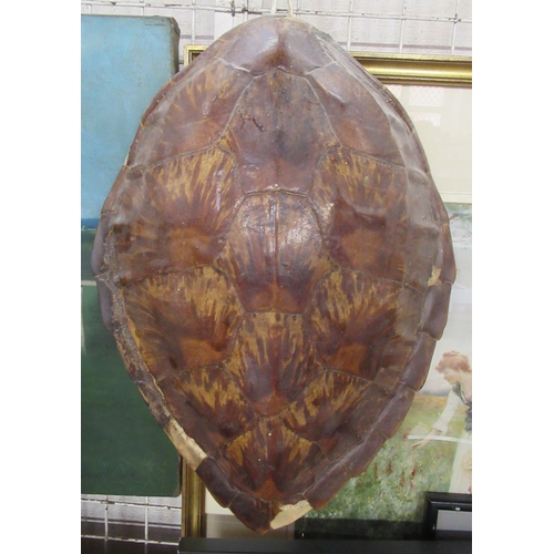 165 - A turtle shell, length 16.5ins