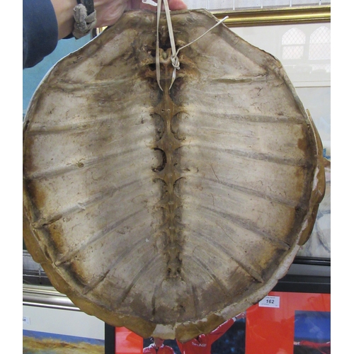 165 - A turtle shell, length 16.5ins